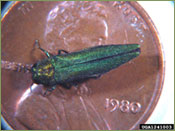 Emerald Ash Borer on a Penny